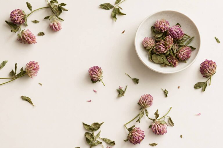Trèfle rouge séché sur fond ivoire avec fleurs roses et feuilles vertes en composition flat-lay